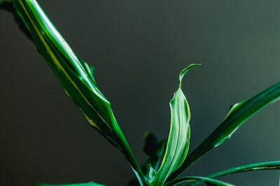 Close-up of green plant