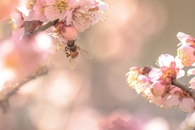 Close-up of pink cherry blossom