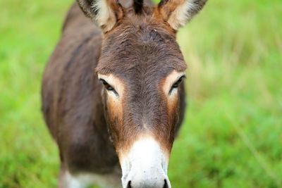 Portrait of a donkey on field.