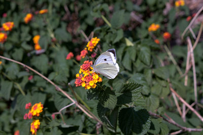 Butterfly perching on leaf