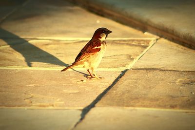 Close-up of bird perching on shadow