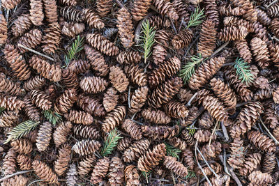 Pine cones textured background in the forest