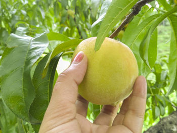 Close-up of hand holding fruit