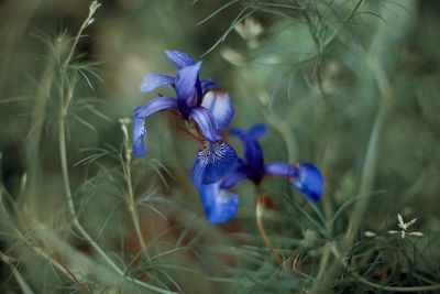 Close-up of purple flowering plants on field