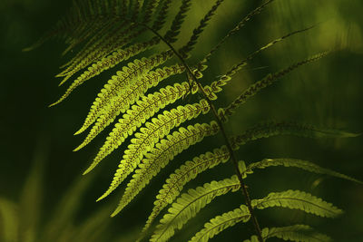 Close-up of palm tree