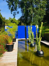 Potted plants on table by lake against sky