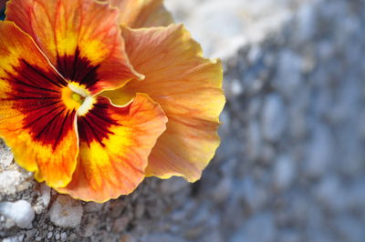 Close-up of yellow flowers blooming outdoors