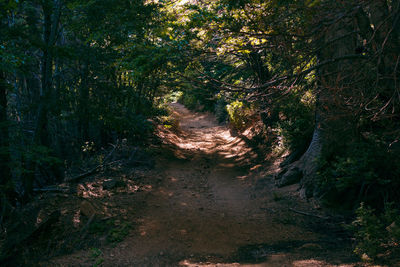 Trees in forest