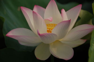 Close-up of pink water lily