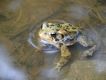 High angle view of frog swimming in lake