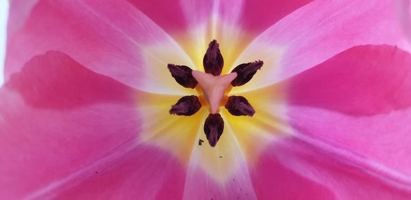 Close-up of pink flower