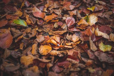 Full frame shot of fallen leaves