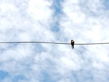 Low angle view of bird perching on cable against sky