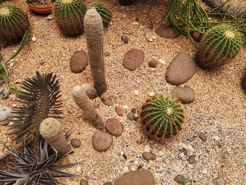 High angle view of succulent plant on field