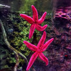 High angle view of red starfish