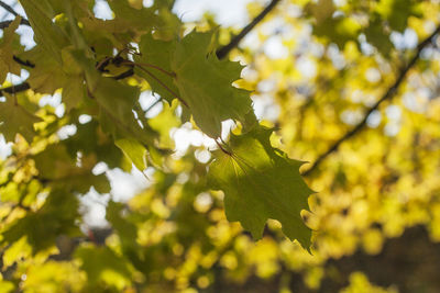 Low angle view of fresh green leaves on branch