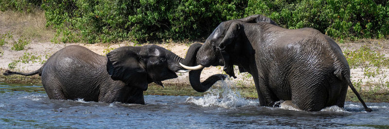 Elephant drinking water