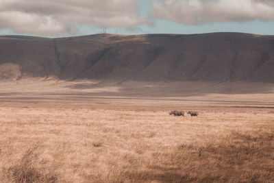 Animals walking on field by mountains