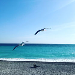 Seagull flying over sea against sky