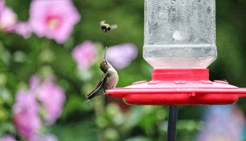 A bumble-bee and hummingbird