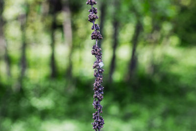 Close-up of purple flower