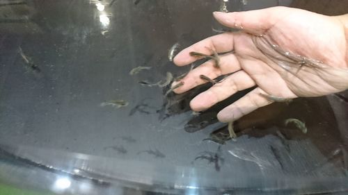 Close-up of hand holding fish swimming in lake