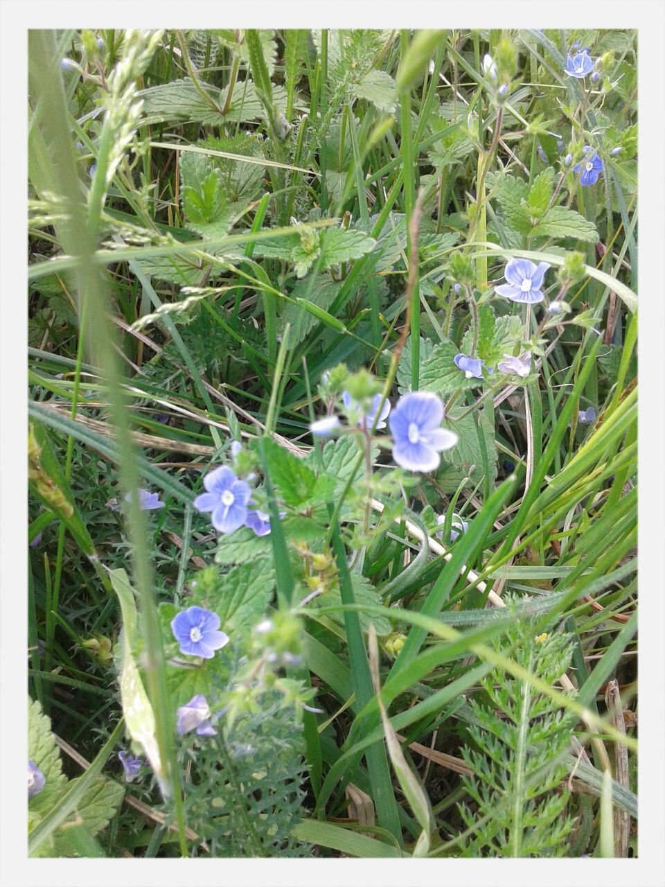 Blue flowers