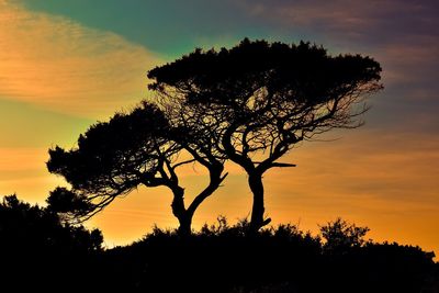 Silhouette tree against dramatic sky during sunset