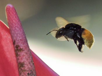 Close-up of insect on flower against blurred background