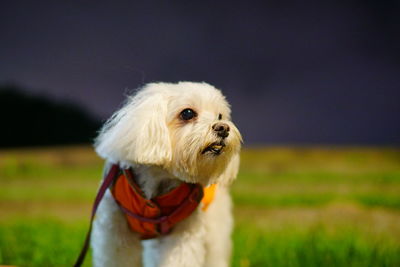 Close-up of a dog looking away