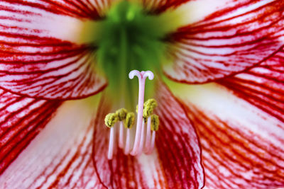 Close-up of red hibiscus flower