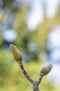 Close-up of flower tree