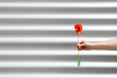 Hand holding poppy flower against metallic background