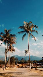 Palm trees on beach against sky