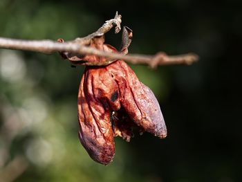 Close-up of wilted flower