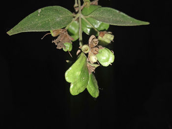 Close-up of green leaves on plant against black background