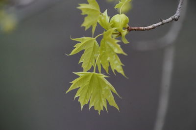 Close-up of yellow flowering plant