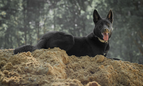 Close-up of a dog looking away