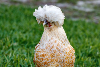 Close-up of a dog on field