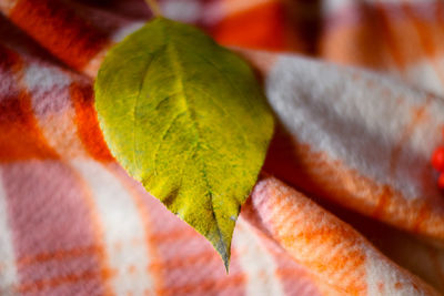 Full frame shot of multi colored leaves