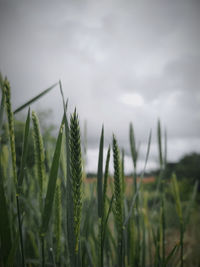 Close-up of stalks in field against sky