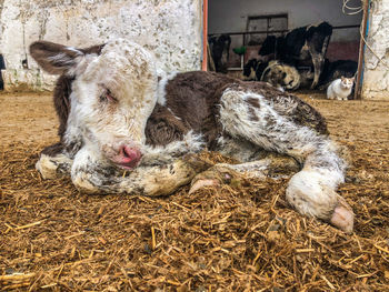 High angle view of calf sleeping on field