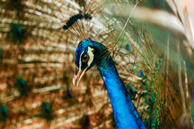 Close-up of peacock