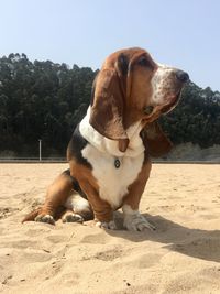 Dog looking away while sitting on sand