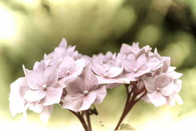 Close-up of pink flowering plant