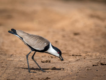 Side view of a bird on sand