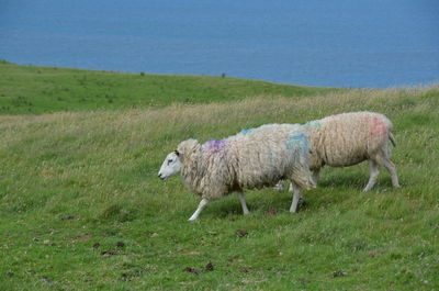 Sheep and dog standing on field against sky