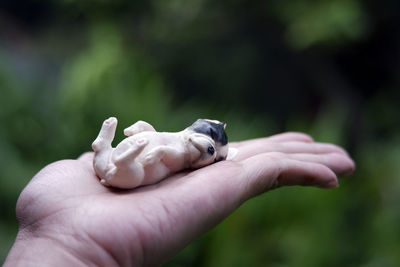 Close-up of hand holding small outdoors