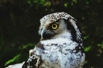 Close-up portrait of owl