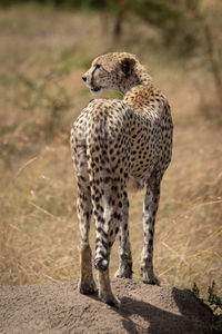 Full length of cheetah on field